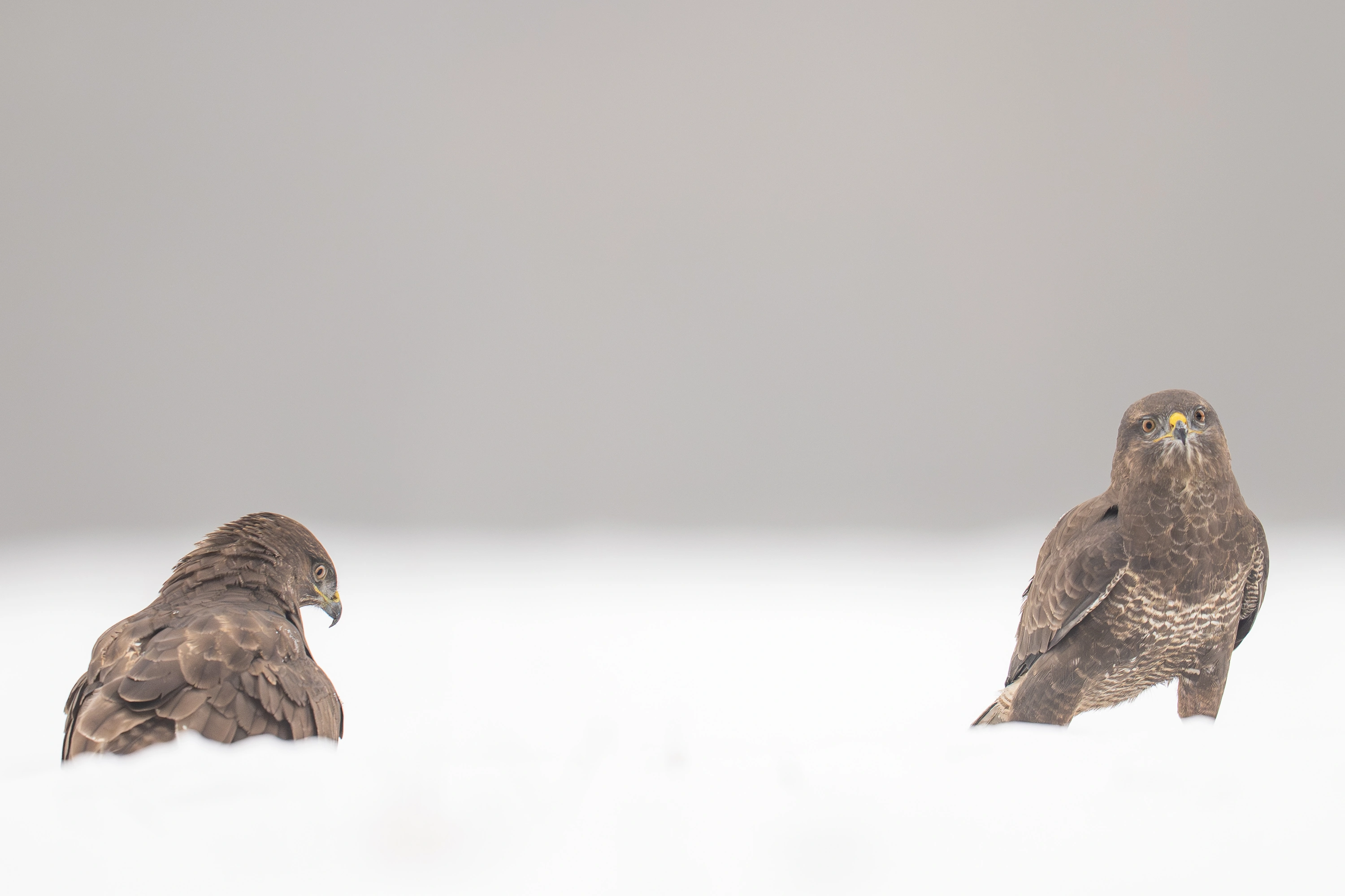 Warmia Elite Wildlife Photography gallery image 9